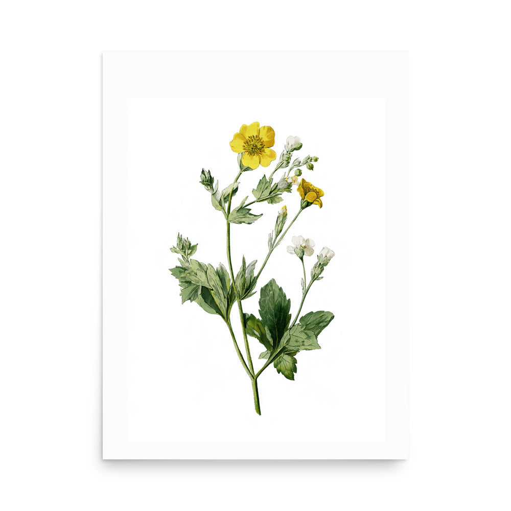 Botanical illustration of yellow buttercup wildflowers and white blossoms on white background, kitchen wall art