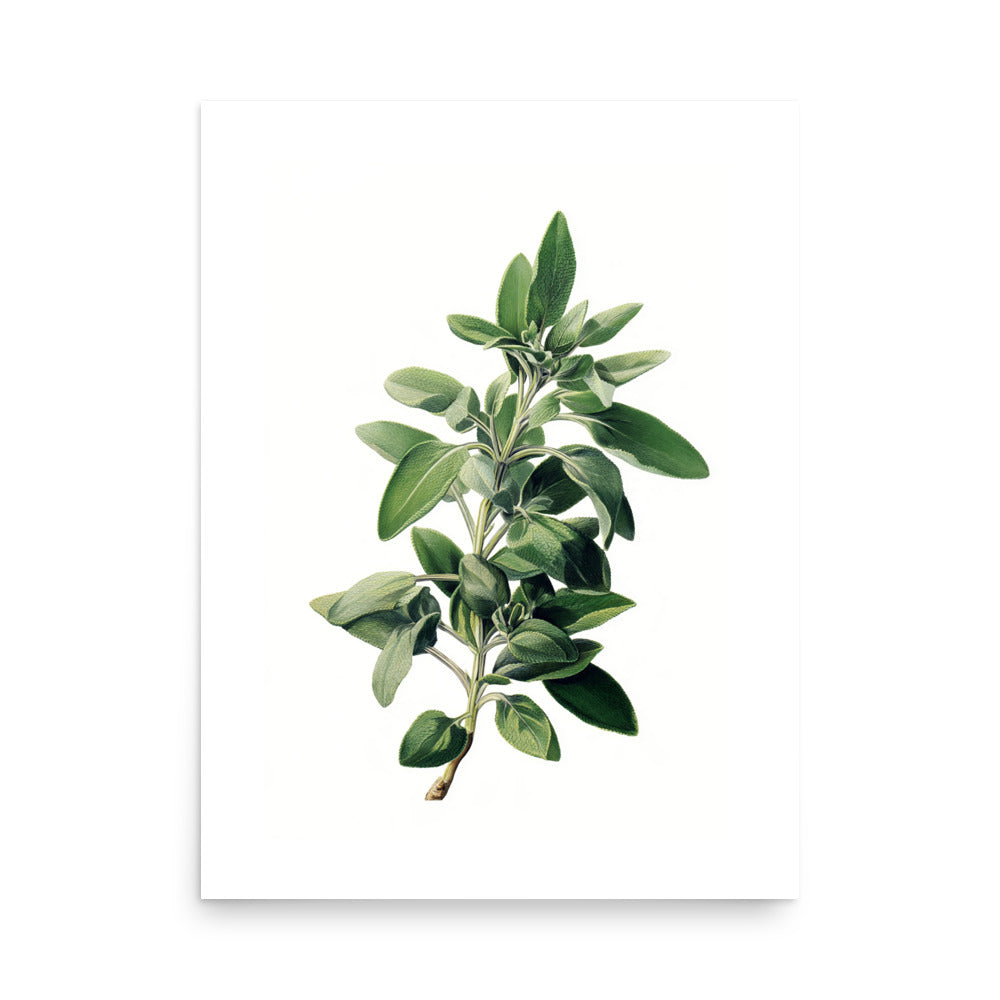 Botanical illustration of grey-green sage leaf cluster on white background, kitchen wall art