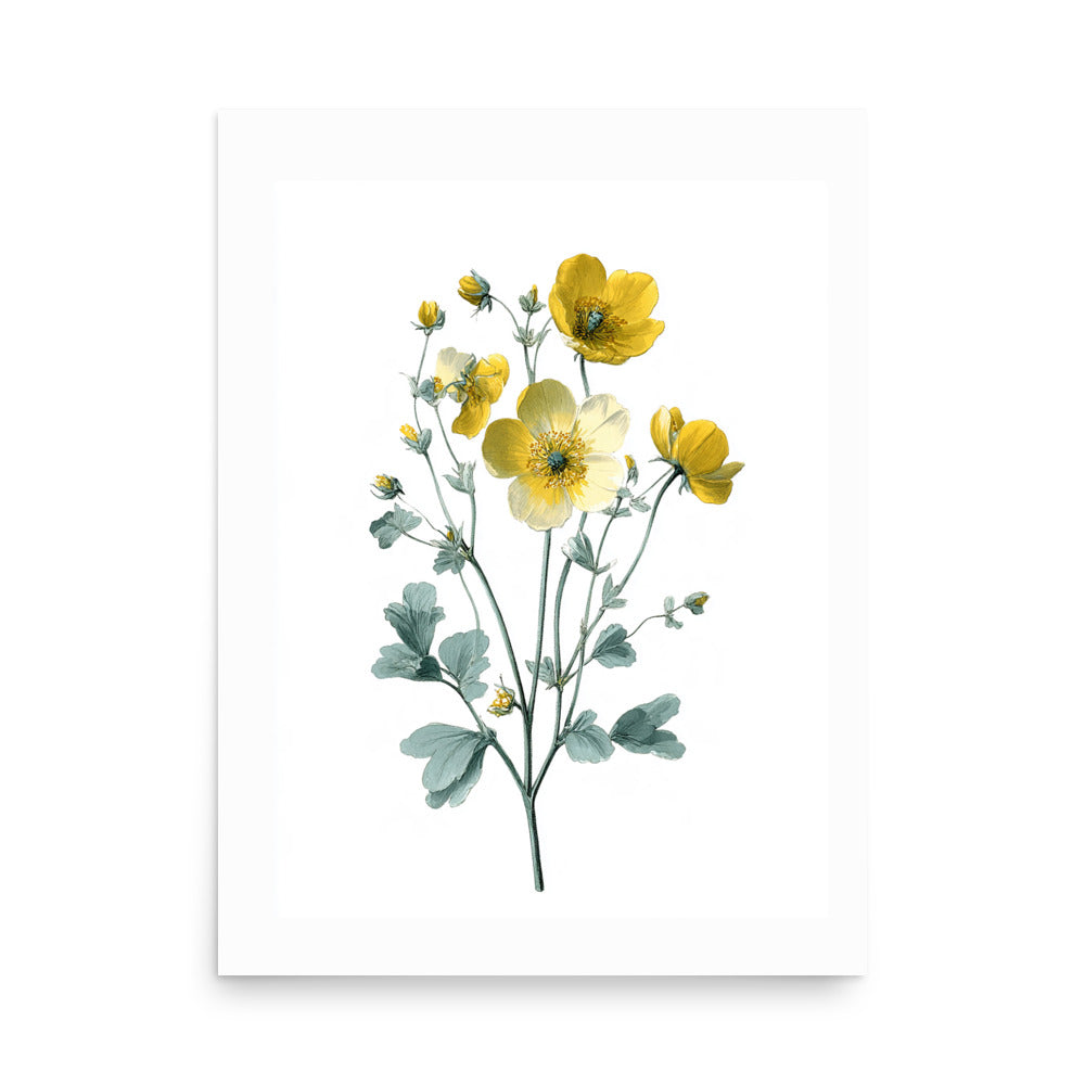 Botanical illustration of cream and yellow buttercup flower cluster on white background, kitchen wall art