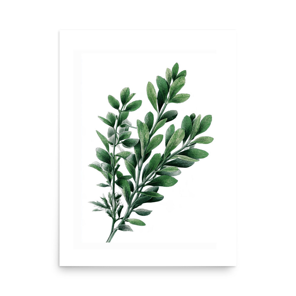 Botanical illustration of a dark green boxwood-style herb sprig on white background, kitchen wall art