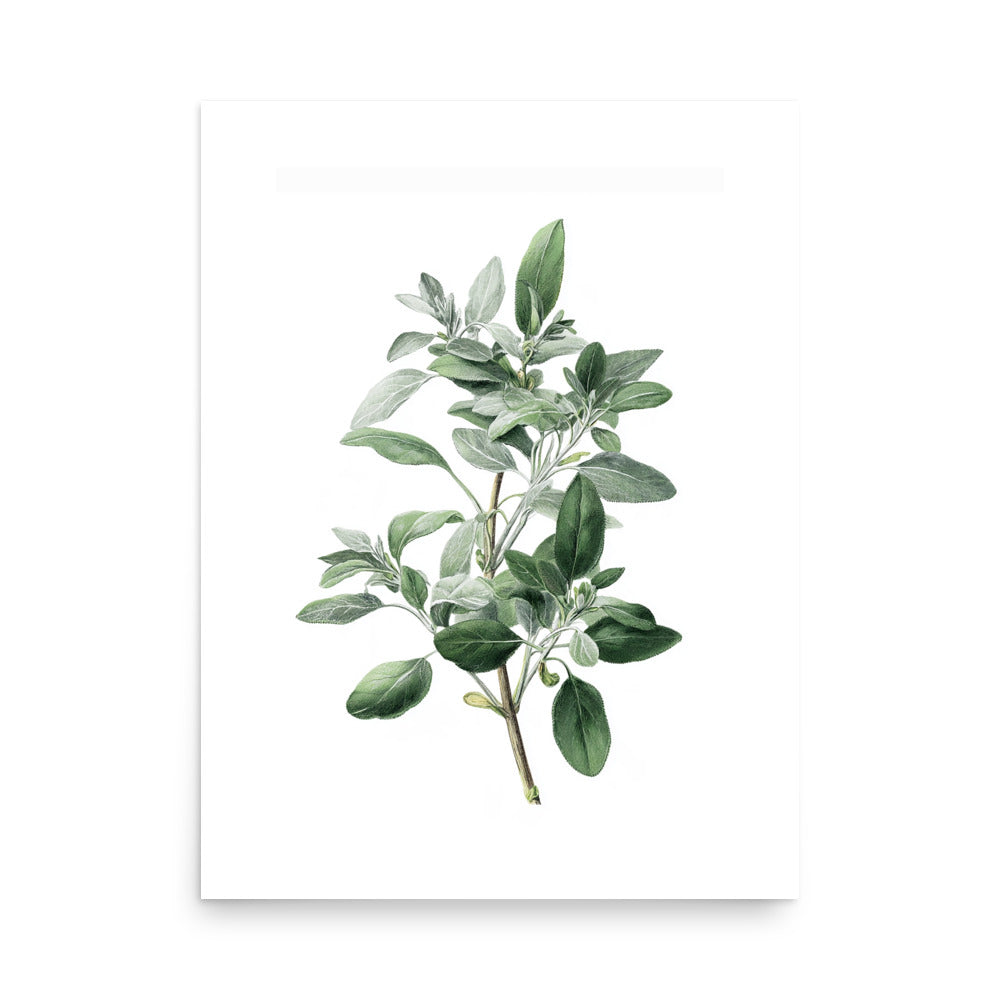 Botanical illustration of two-tone silvery green sage leaves on white background, kitchen wall art