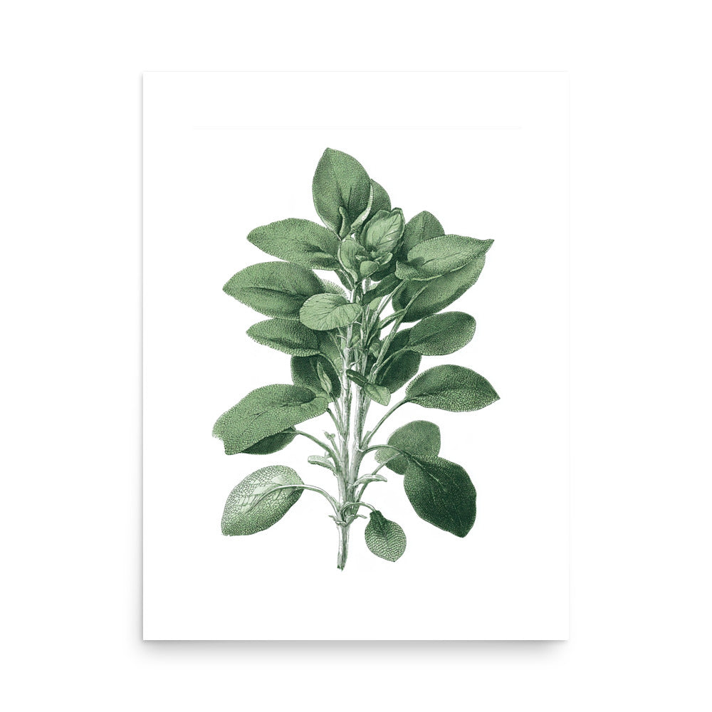 Botanical illustration of dark green rounded mint-style leaves on white background, kitchen wall art