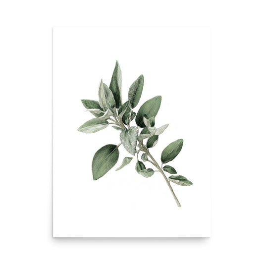 Botanical illustration of green sage leaves with a small bud, white background, kitchen wall art