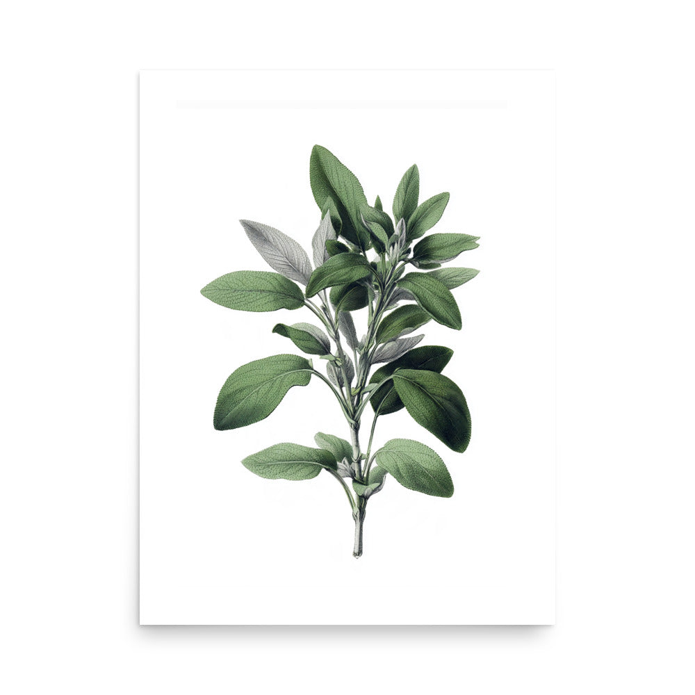 Botanical illustration of green and silvery sage leaves on white background, kitchen wall art