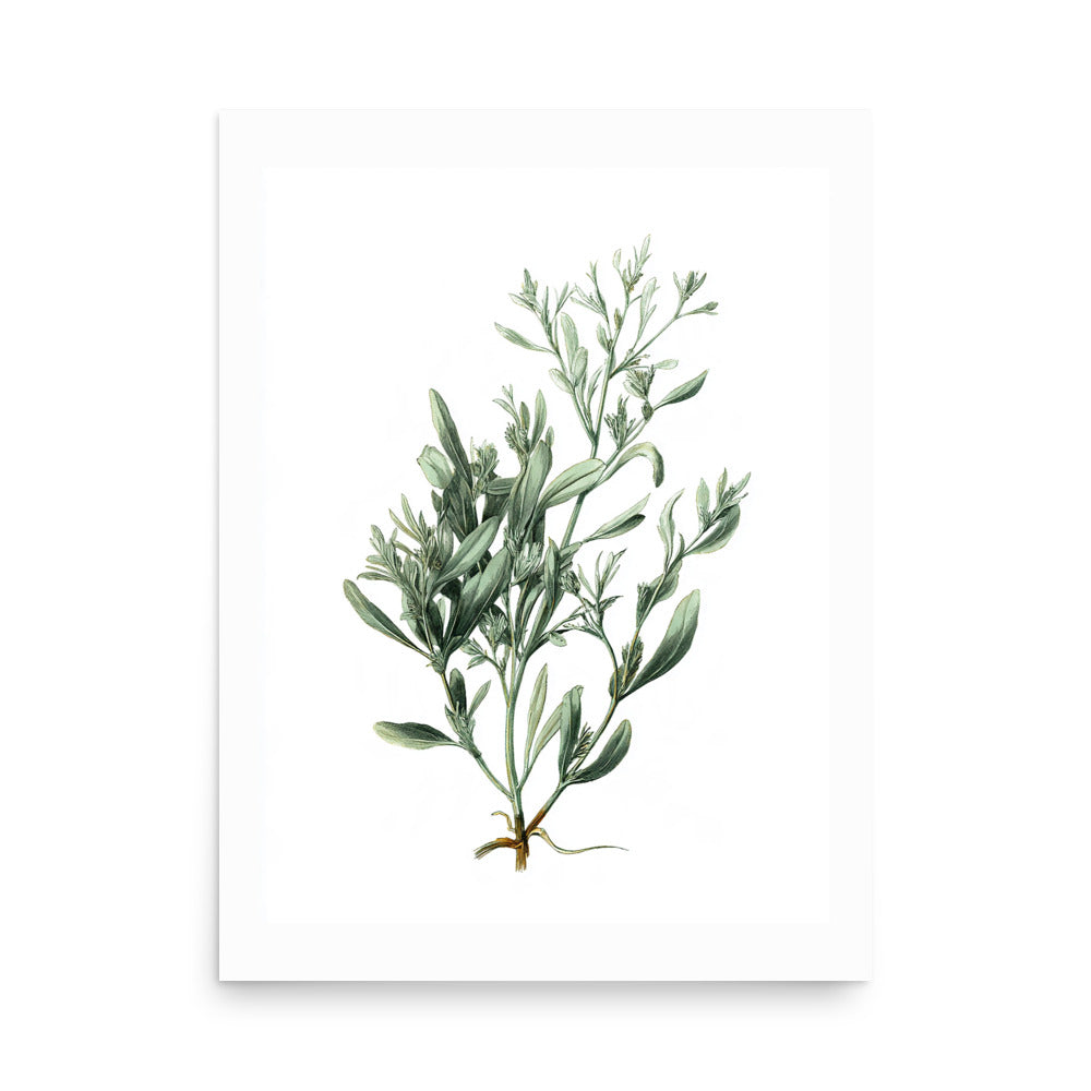 Botanical illustration of narrow silvery-green lavender-style leaves on white background, kitchen wall art