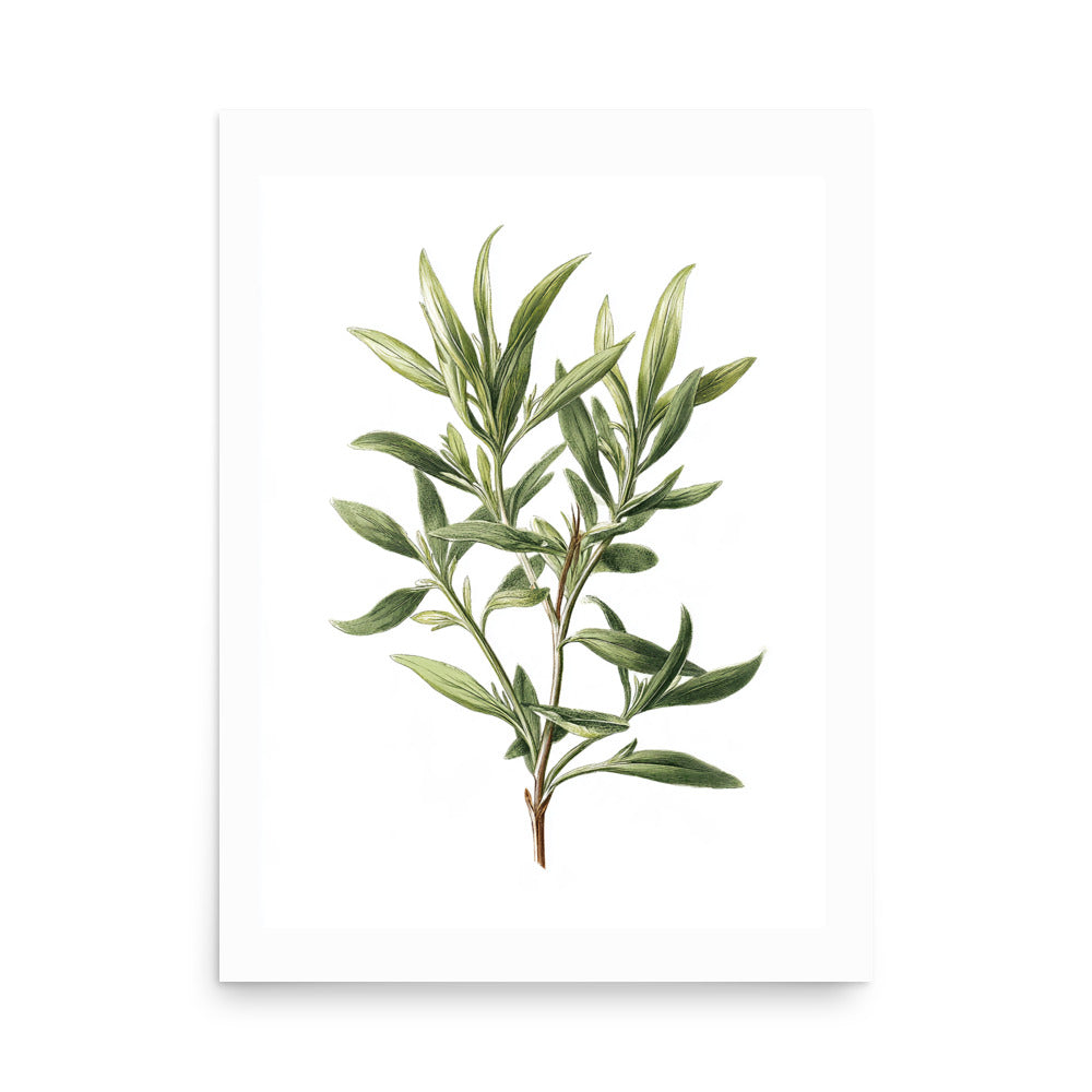 Botanical illustration of narrow blue-green sage sprig on white background, kitchen wall art