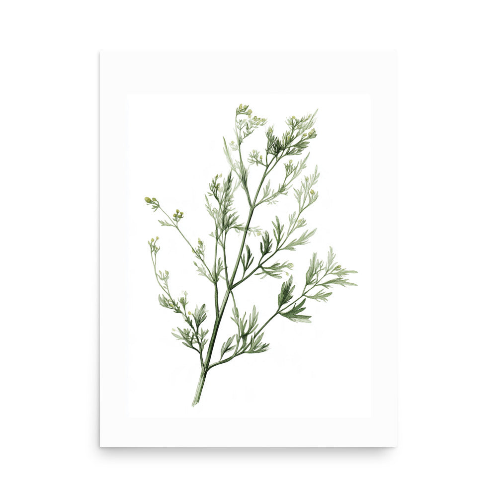 Botanical illustration of delicate fennel-style herb sprig with small buds on white background, kitchen wall art