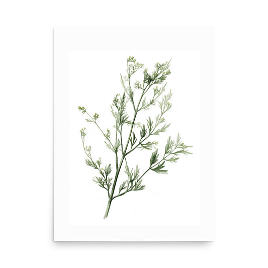 Botanical illustration of delicate fennel-style herb sprig with small buds on white background, kitchen wall art